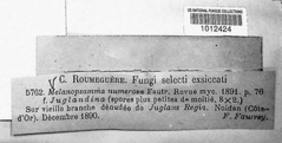 Melanopsamma numerosa image